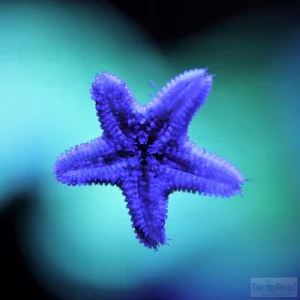 “Starfish”